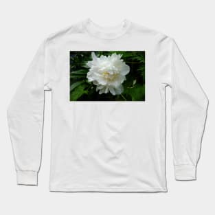 Winter Park Garden Study 3 Long Sleeve T-Shirt